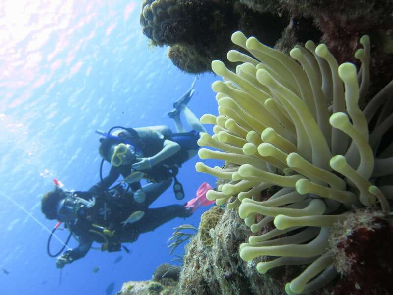 Cozumel: One Tank Scuba Dive and Full Chankanaab Park Access - What you can see at about 25 feet