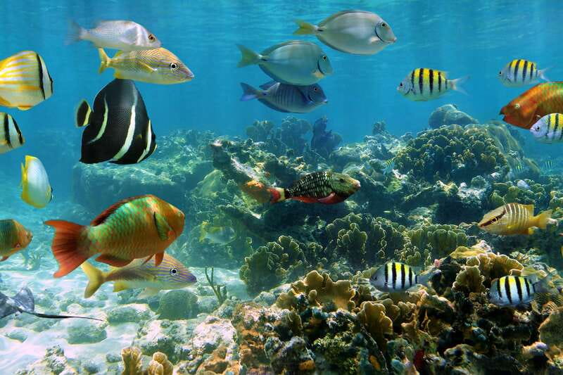 Cozumel: One Tank Scuba Dive and Full Chankanaab Park Access - Is $63 good value for Cozumel?