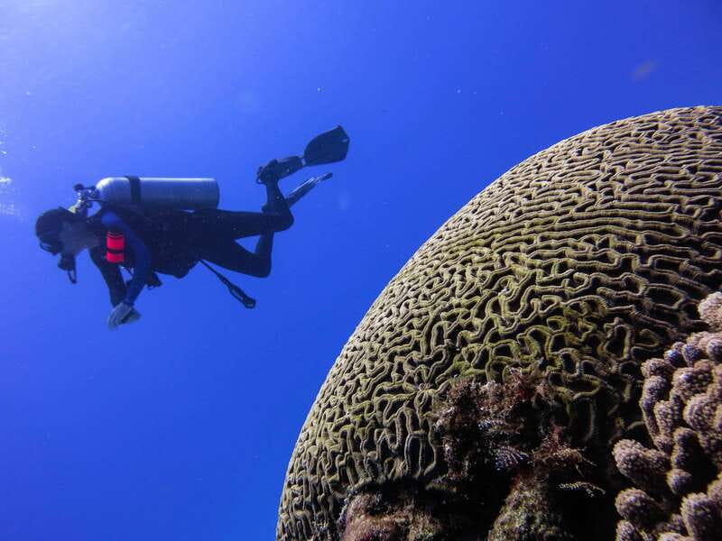 Cozumel: One Tank Scuba Dive and Full Chankanaab Park Access - Timing your visit from a cruise ship