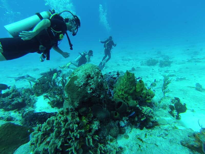 Cozumel: One Tank Scuba Dive and Full Chankanaab Park Access - Who should book this underwater outing?