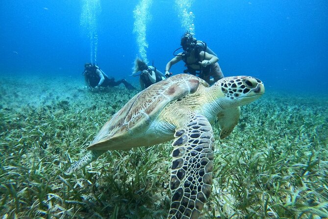 Cozumel Scuba Dive at Chankanaab - The short lesson and shallow-water practice