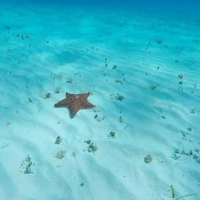 Cozumel: snorkeling on reefs + visit to "El Cielo" - What is served after the swim