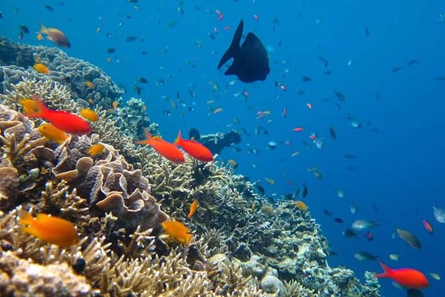Cozumel: snorkeling on reefs + visit to "El Cielo" - Equipment, safety, and comfort