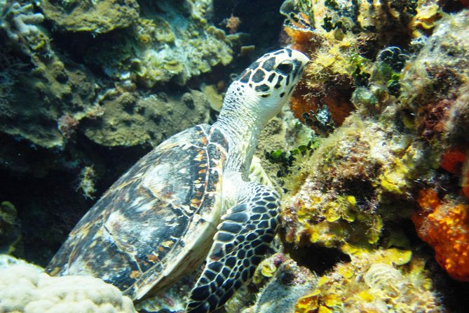 Cozumel Snorkeling Tour at Palancar & Colombia Reefs and El Cielo - El Cielo: sea stars and a shallow sandbar finish