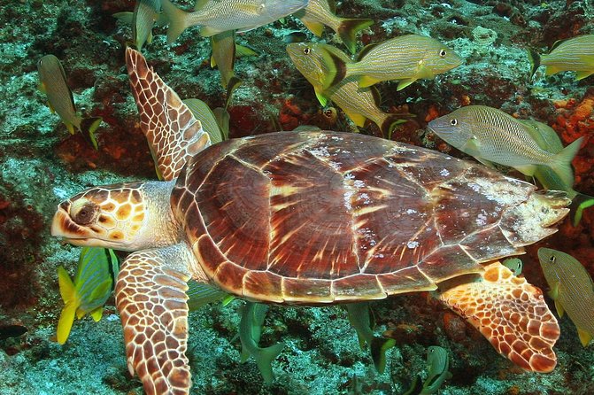 Cozumel Snorkeling Tour at Palancar & Colombia Reefs and El Cielo - What the $59.49 price really covers