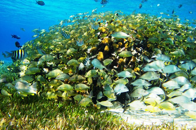Cozumel Snorkeling Tour at Palancar & Colombia Reefs and El Cielo - Boat, crew, and service: good people, uneven operations