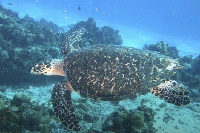 Cozumel Snorkeling Tour: Palancar, Columbia and El Cielo Reefs - Columbia Reef adds another underwater setting
