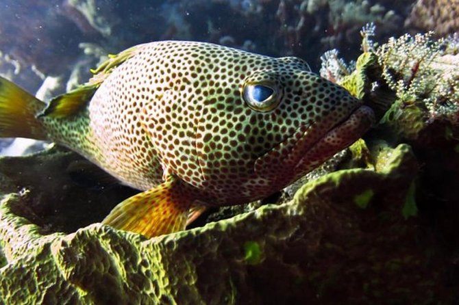 Cozumel Snorkeling Tour: Palancar, Columbia and El Cielo Reefs - Drinks, a snack, and a shaded boat