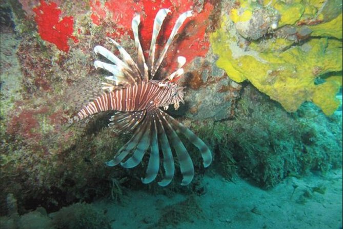 Cozumel Snorkeling Tour: Palancar, Columbia and El Cielo Reefs - How the group size affects the experience