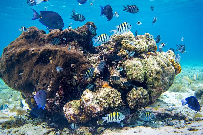 Cozumel Starfish and Tropical Reef Snorkeling by Powerboat with Lunch - Gear, Clothing, and Physical Requirements