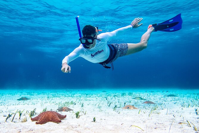 Cozumel Starfish and Tropical Reef Snorkeling by Powerboat with Lunch - How the $139 Price Works in Practice
