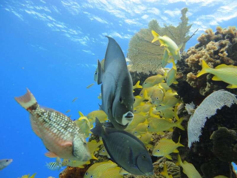Cozumel: VIP Glass Bottom Boat & Snorkeling 3 Reefs Tour - The two Paradise Reef stops