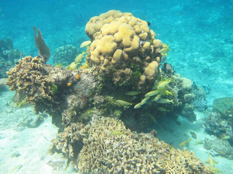 Cozumel: VIP Glass Bottom Boat & Snorkeling 3 Reefs Tour - Group size, comfort, and the pace of the morning