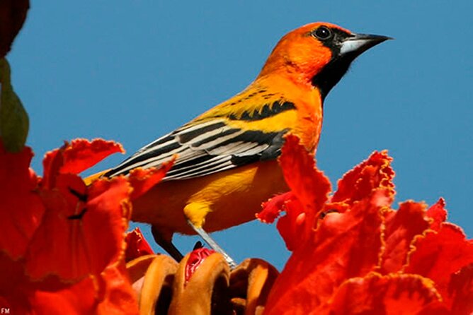 Desembocada and Ameca River Bird Paradise (Wetland and Tropical birds in PV) - Why this Puerto Vallarta birding day is worth your time