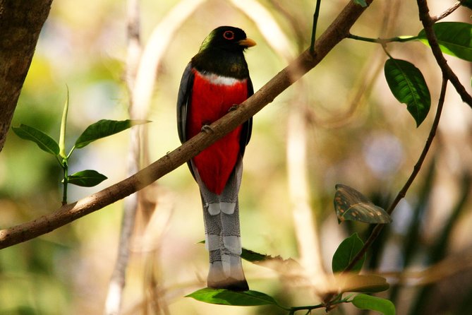 Desembocada and Ameca River Bird Paradise (Wetland and Tropical birds in PV) - What the guide adds to the day