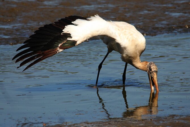 Desembocada and Ameca River Bird Paradise (Wetland and Tropical birds in PV) - Snacks, lunch, and the real value