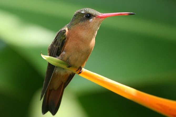 Desembocada and Ameca River Bird Paradise (Wetland and Tropical birds in PV) - Who should book this experience