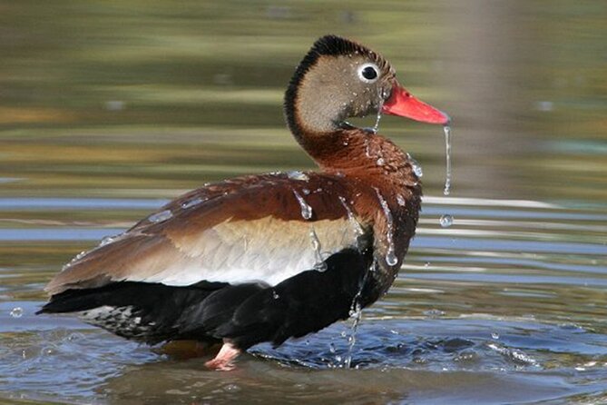 Desembocada and Ameca River Bird Paradise (Wetland and Tropical birds in PV) - A 6:45 a.m. start from Marina Vallarta