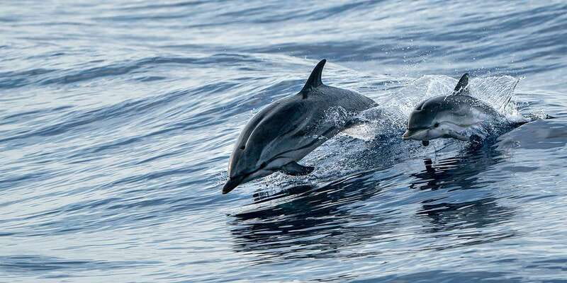 Destin: Dolphin Watching Cruise - The harbor views are part of the reward