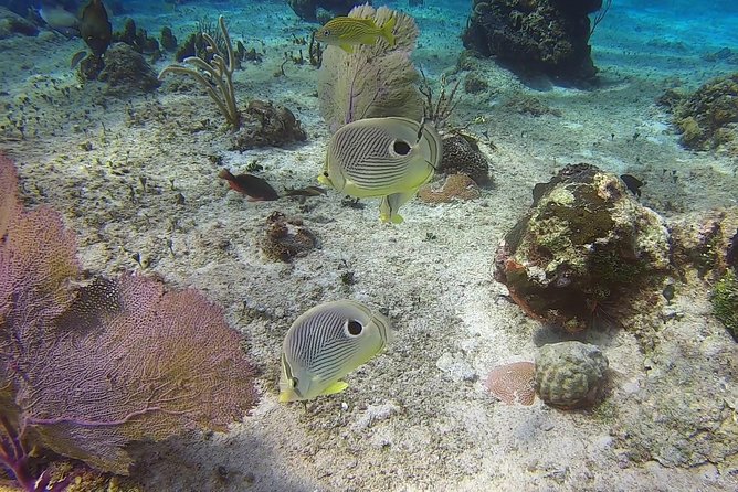 Discover Scuba Diving - The real challenge: breathing, ears, and buoyancy