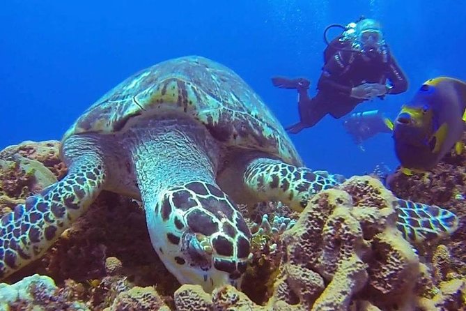 Discover Scuba Diving - Equipment, photos, and the snorkeling option