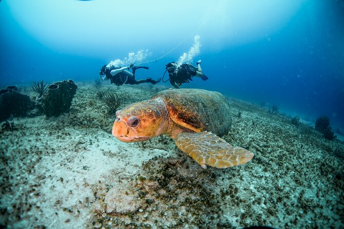 Discover Scuba Diving & Beach Club with Transportation In Riviera Maya - The recreational underwater portion
