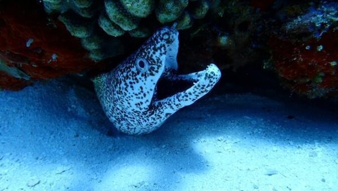 Discover Scuba Diving in Cozumel Paradise Reef - A gentle first step into scuba at Paradise Reef