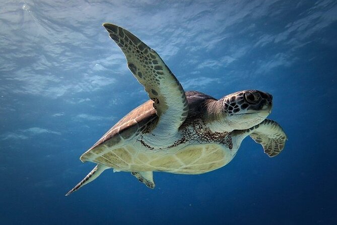 Discover Scuba Diving in Cozumel Paradise Reef - The surface interval: fruit, cookies, and a breather