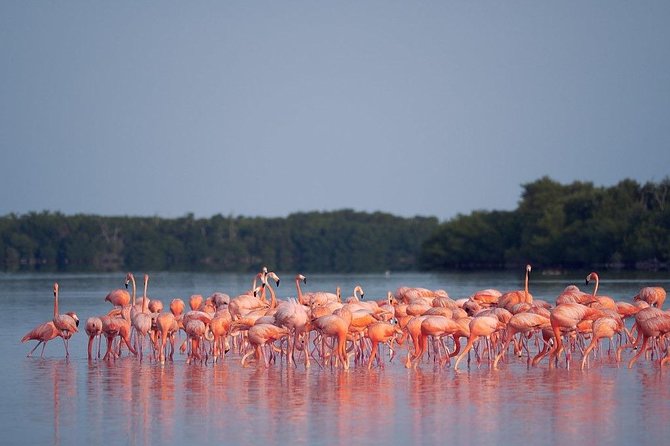 Discover the FABULOUS PINK WATERS at the Caribean (Las Coloradas+Río Lagartos) - What comes with the early breakfast