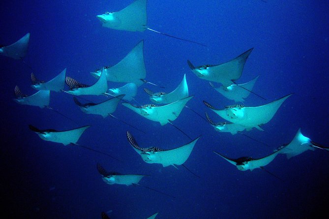 Diving in Cancun for Certified Divers | 2 Dives | All Inclusive - The reef session and marine life