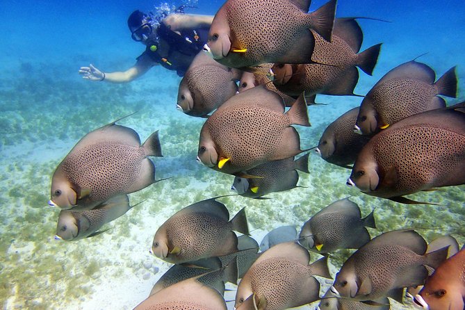 Diving in Cancun for Certified Divers | 2 Dives | All Inclusive - Weather, timing, and practical limits
