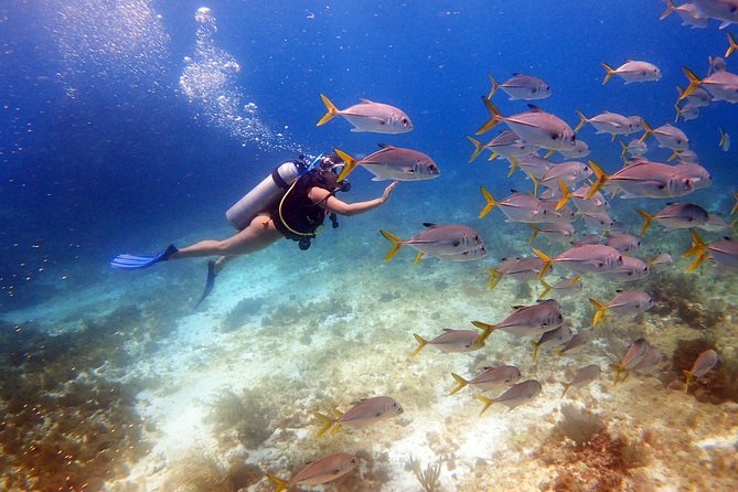Diving in the Mexican Caribbean for Beginners | 2 Tanks 2 Dives | All Inclusive - Starting at Pescador marina at 8 a.m.