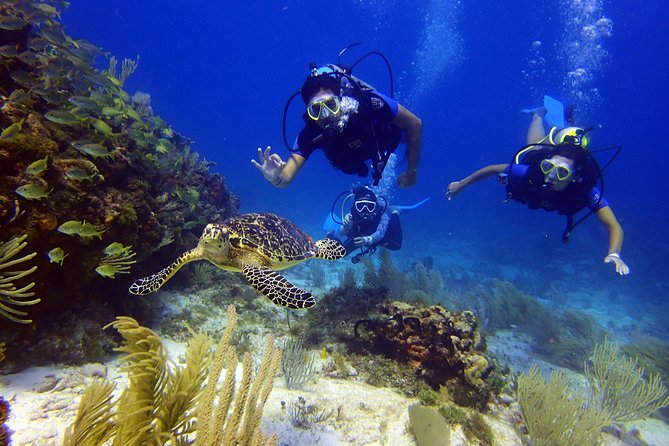 Diving in the Mexican Caribbean for Beginners | 2 Tanks 2 Dives | All Inclusive - MUSA: 400 sculptures at about 33 feet