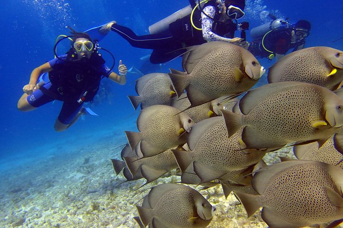 Diving in the Mexican Caribbean for Beginners | 2 Tanks 2 Dives | All Inclusive - A natural reef with fish, turtles, and lobster
