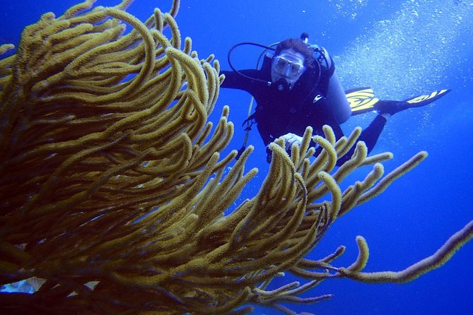 Diving in the Mexican Caribbean for Beginners | 2 Tanks 2 Dives | All Inclusive - What $190.69 covers, and what it does not