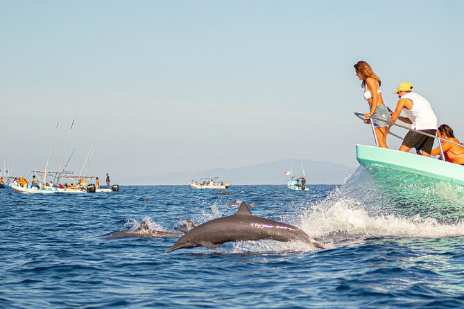 Dolphin Watching Tour - What makes this morning trip worth considering