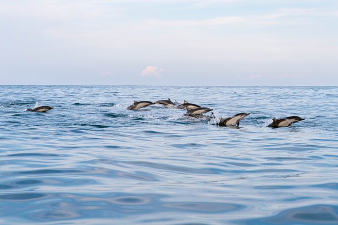 Dolphin Watching Tour - Searching for dolphins beyond the harbor