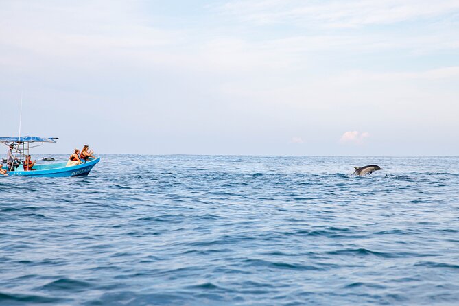 Dolphin Watching Tour - When swimming with dolphins may happen