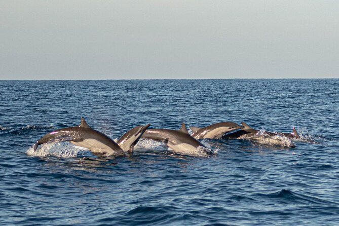 Dolphin Watching Tour - Whales from November through March