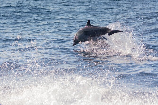 Dolphin Watching Tour - Guide quality can shape the whole outing
