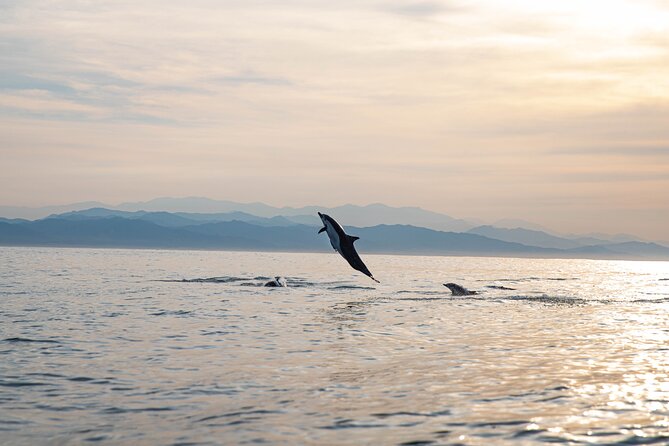 Dolphin Watching Tour - Dolphins, turtles and the wider marine life