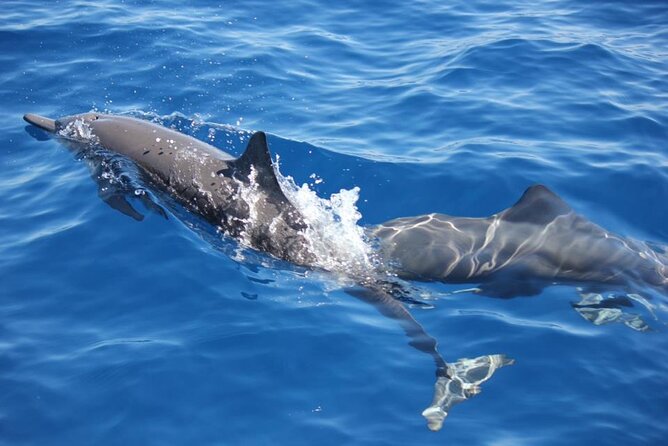 Dolphin & Whale Watching in Puerto Escondido - Key points to know before you go