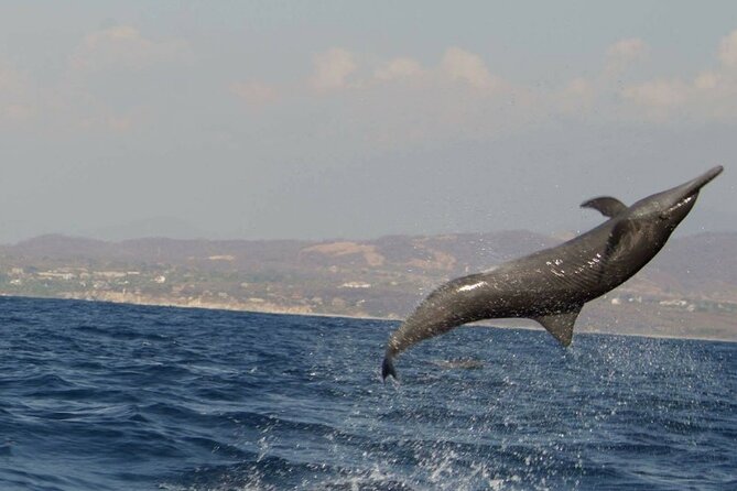 Dolphin & Whale Watching in Puerto Escondido - The 7 am departure and the ride along the bays