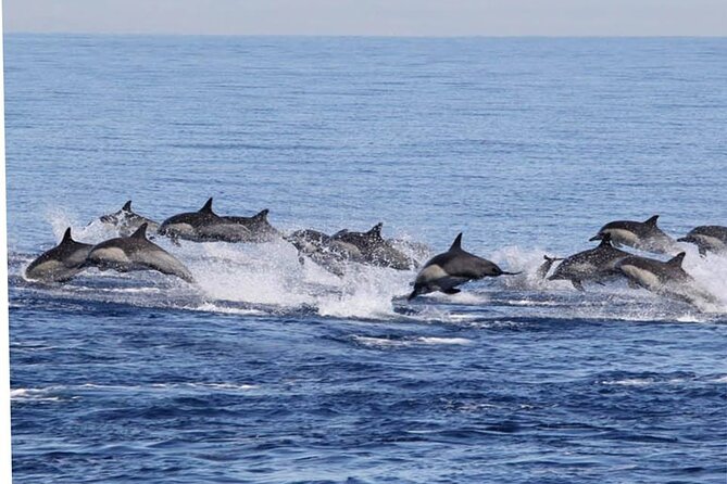 Dolphin & Whale Watching in Puerto Escondido - Whale sightings depend on the season and the sea