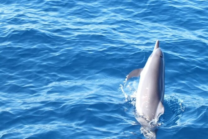 Dolphin & Whale Watching in Puerto Escondido - Swimming with dolphins is a possibility, not a feature to count on