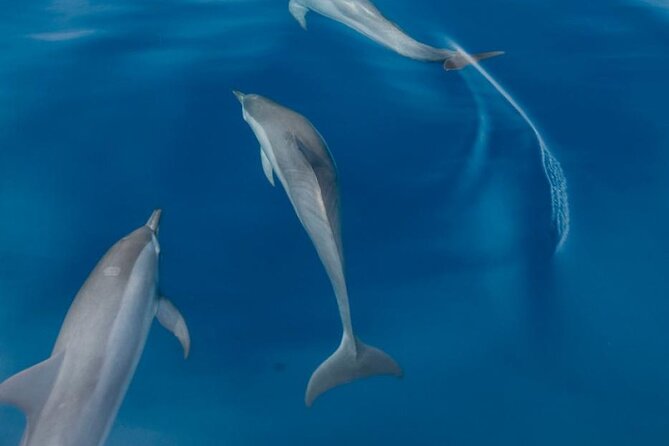 Dolphin & Whale Watching in Puerto Escondido - What the three hours feel like