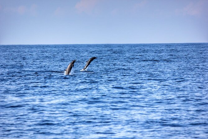 Dolphin & Whale Watching in Puerto Escondido - Is $65.57 a fair price?