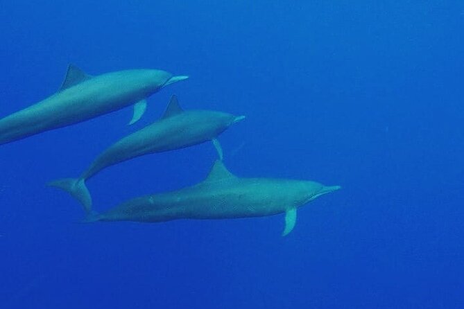 Dolphin & Whale Watching in Puerto Escondido - Looking for dolphins in open water