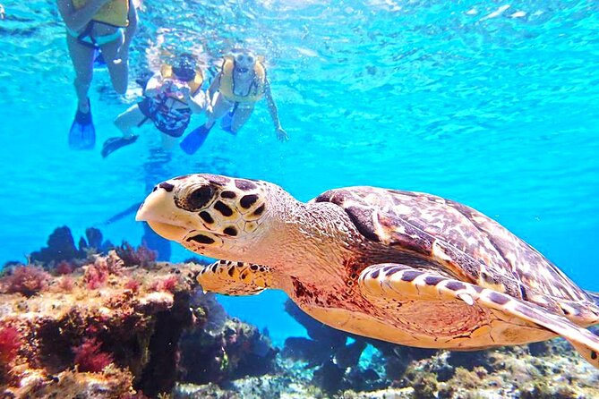 El Cielo Cozumel Snorkeling Tour - All-Inclusive - Who should book this snorkeling tour