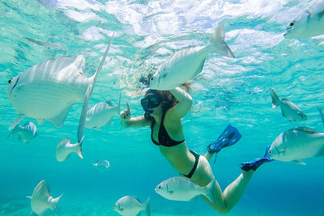 El Cielo Snorkel by Private Boat - A private start from Tortugas Beach Club